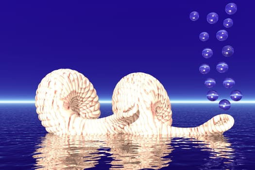 Two shells with air bubbles