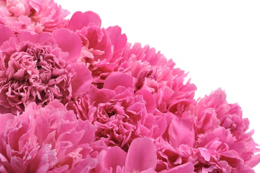 Peony over white background