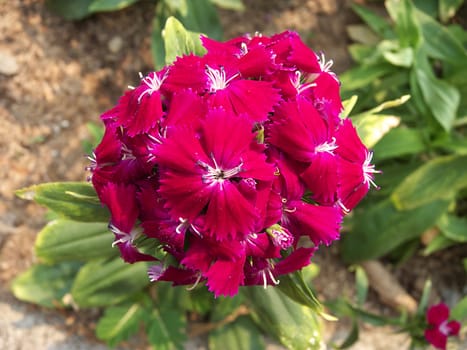 sweet william