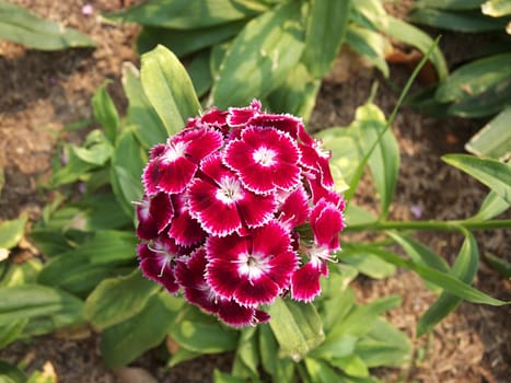 sweet william