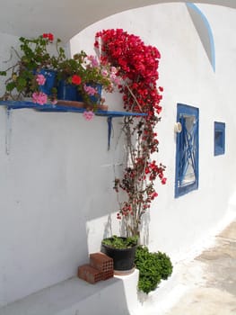 Flowers on a house in Santorini