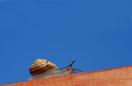 Snail on tour