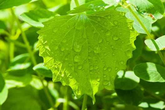 Leaf with water drops