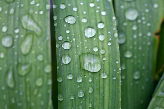 of water droplets on leaves