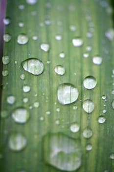 of water droplets on leaves