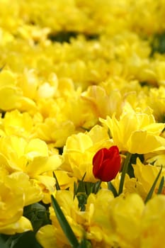 tulips background