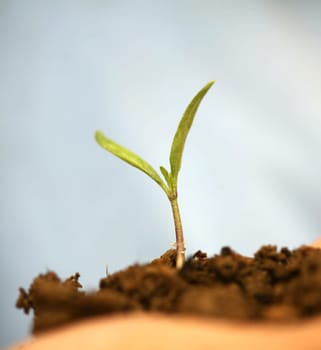sapling background