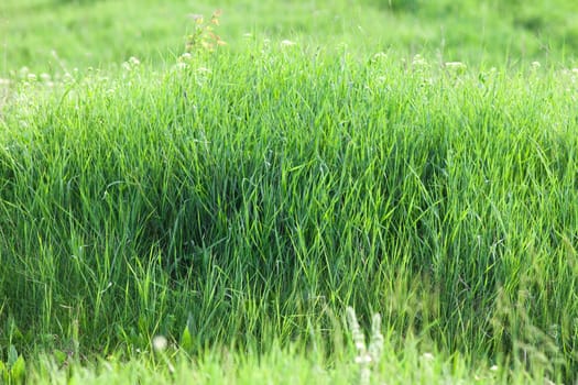 Green grass