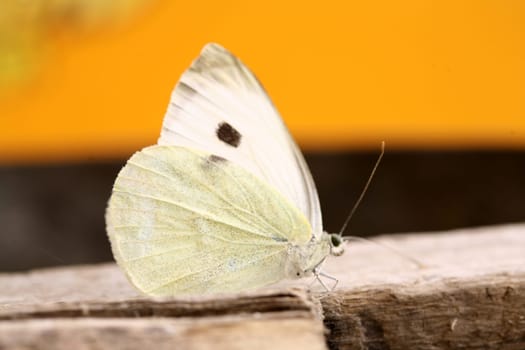 butterfly background