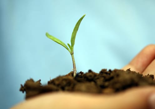 sapling background