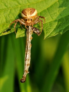 Spider with victim in the garden...