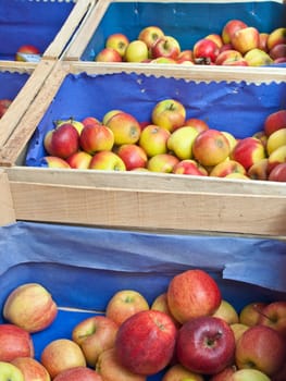 Apples without (New York)
