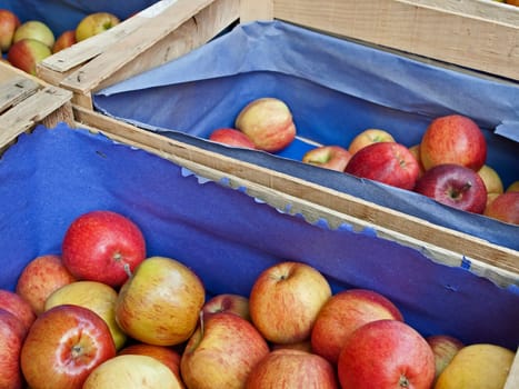 Apples without (New York)