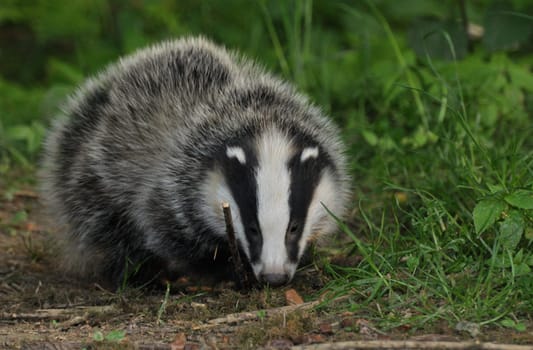 Badger 4