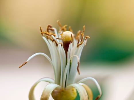 Lemon Blossom