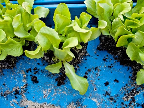 Lettuce seedlings