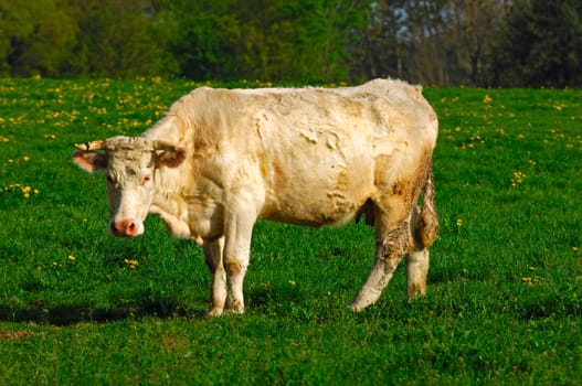 Charolais cow in the pasture,France