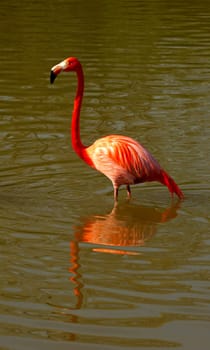 Cuban flamingo,Phoenicopterus ruber ruber