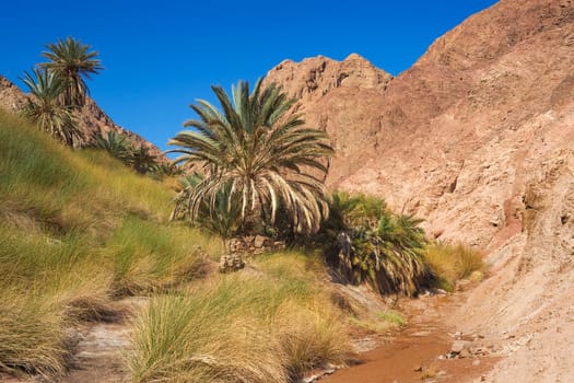 Qnain Oasis