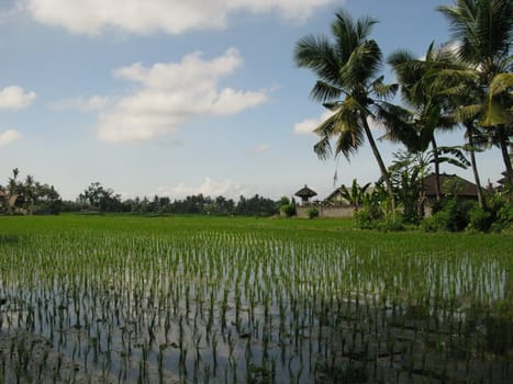 Rice field