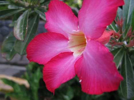 Flower