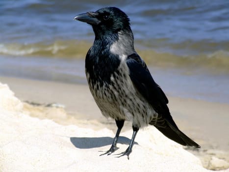 Hooded crow (Corvus corone cornix)