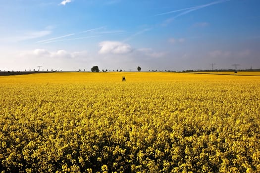 Rapeseed Hunter II