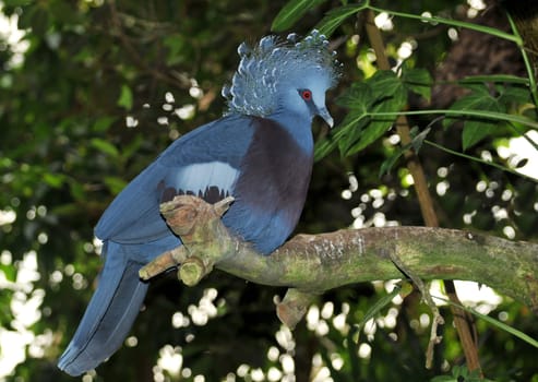 MARON-BREASTED CROWNED PIGEON