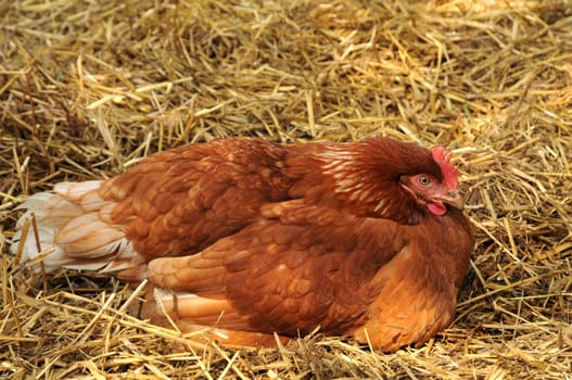 Happy Chicken