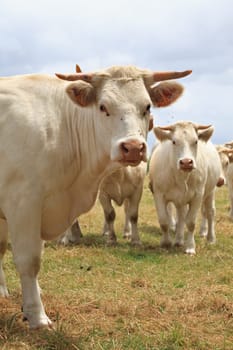 Blondes d Aquitaine cows