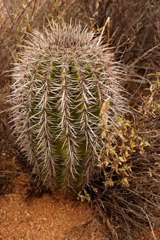 Barrel Cactus