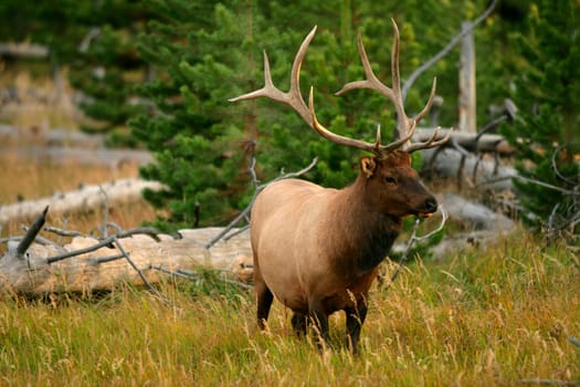Bull Elk in Yellowstone