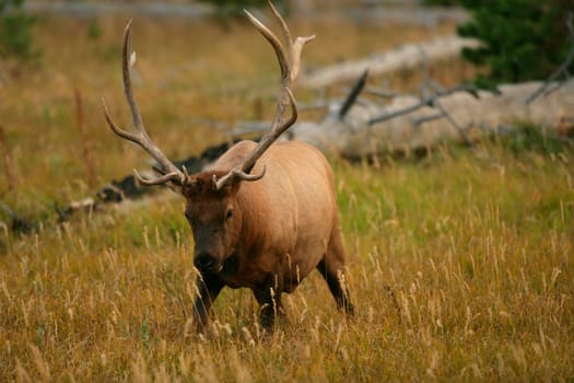 Elk in Ready Position