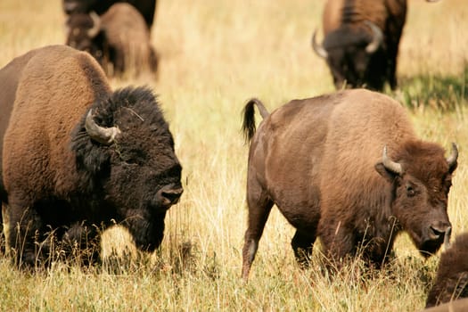 Bison Lovers Quarrel