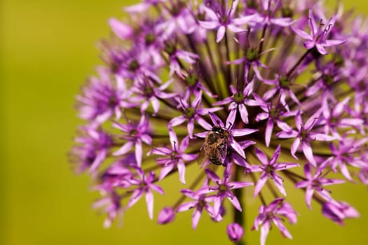 Ornamental leeks