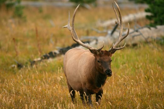 Male Elk of Yellowstone