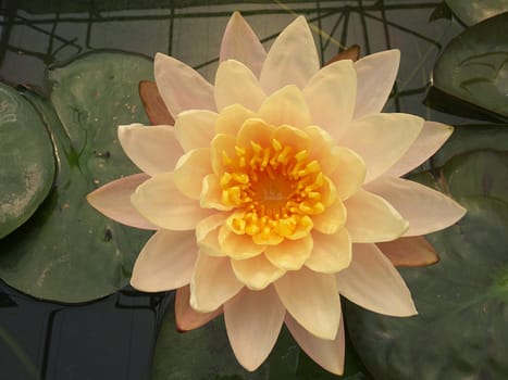 water lily