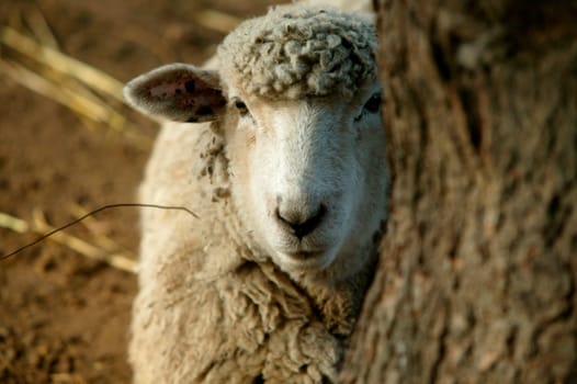 Peekaboo Sheep