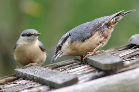 Nuthatch and Child
