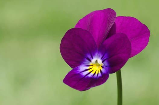 Horned violet,wild pansy