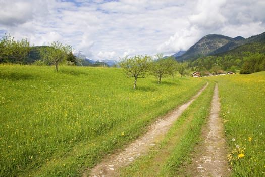 Trail