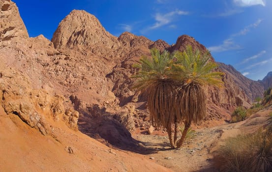 Palm tree in Wadi Qnain