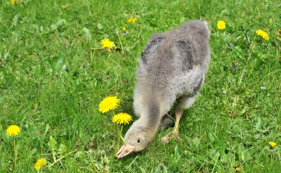 yummy dandelion