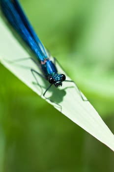 Banded demoiselle