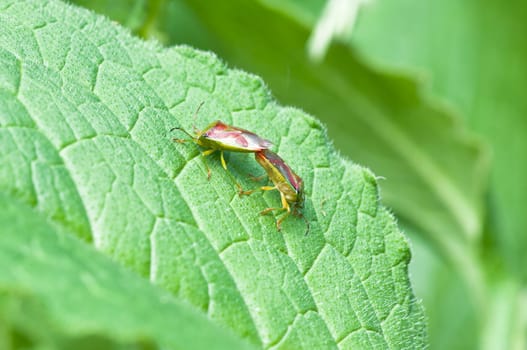 Variegated leaf bugs - Elasmostethus interstinctus