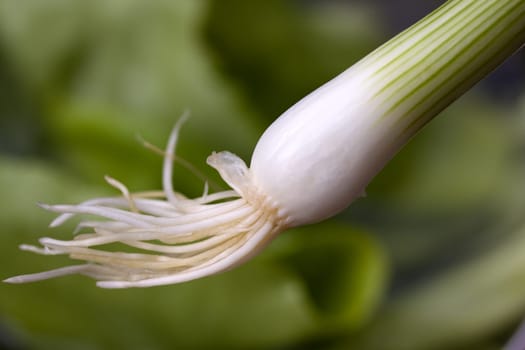 Green onion,close-up