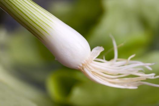 Green onion,close-up