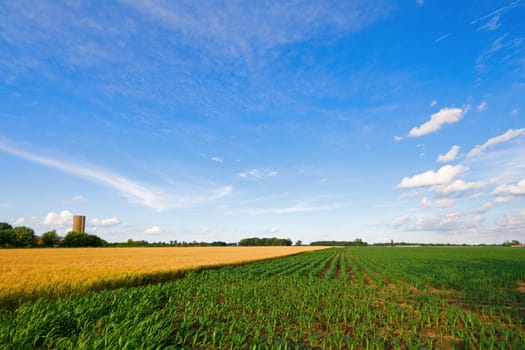 Wheat and corn