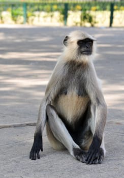 Hanuman Langur in India