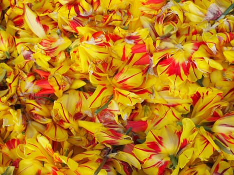 Tulips